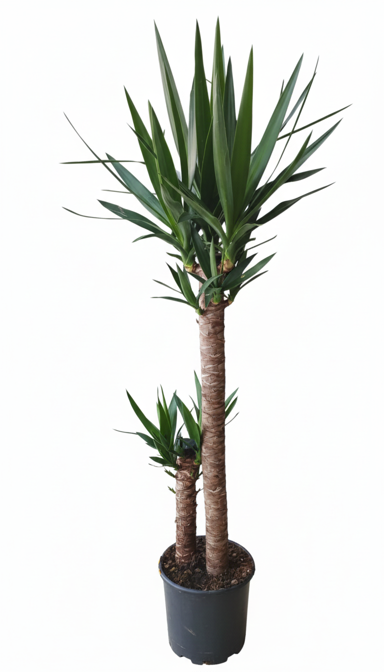 Saksıda Çiçek Modelleri 4