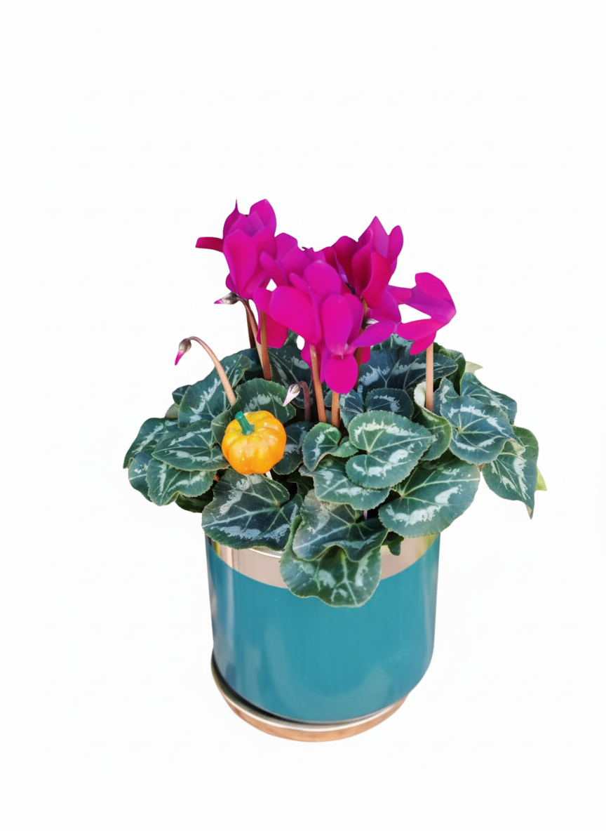 Saksıda Çiçek Modelleri 6