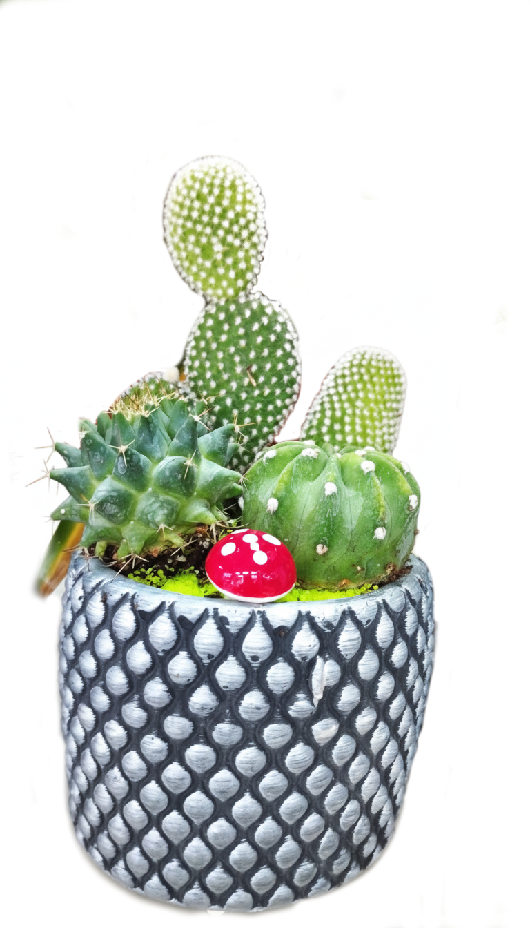 Sukulent ve Kaktüs Modelleri 2