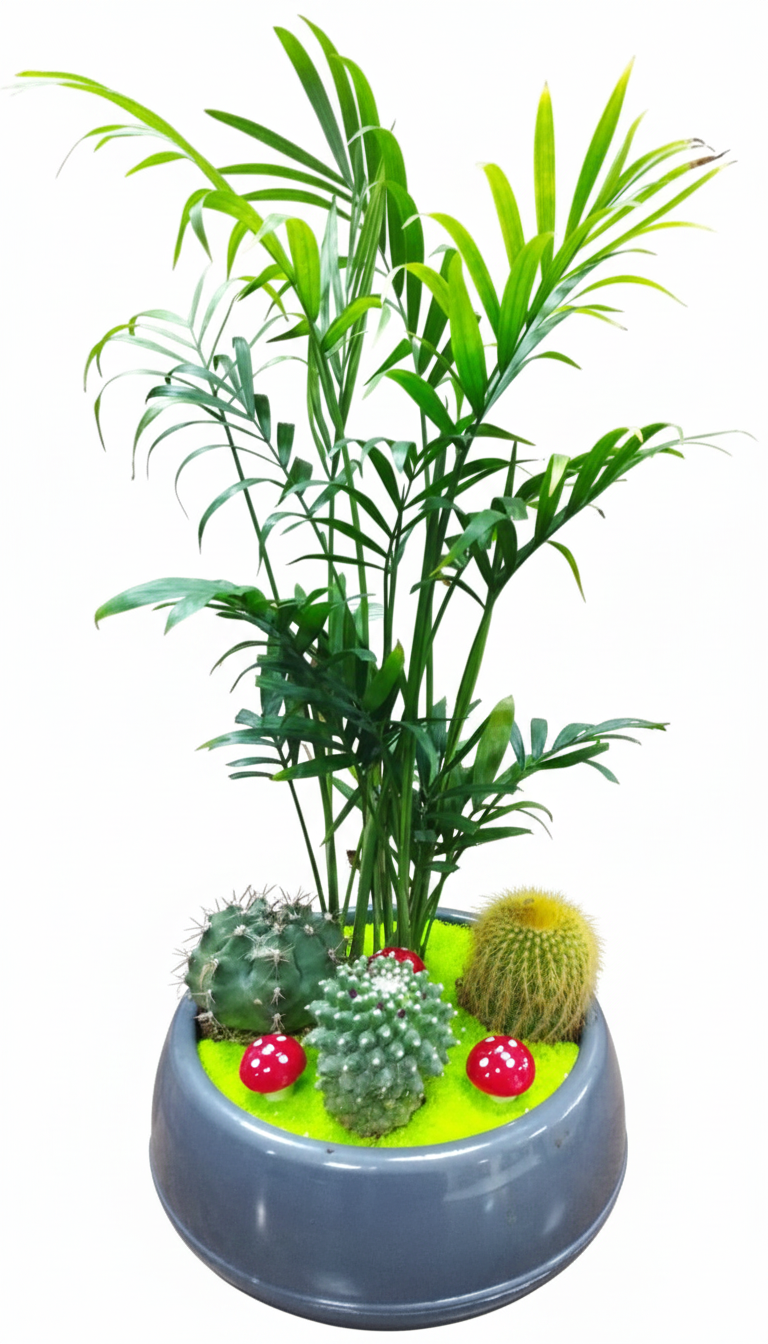 Sukulent ve Kaktüs Modelleri 3