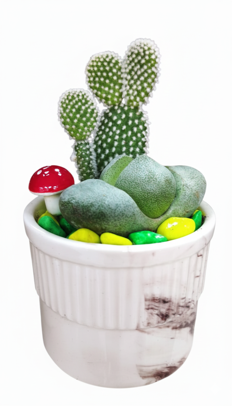 Sukulent ve Kaktüs Modelleri 4