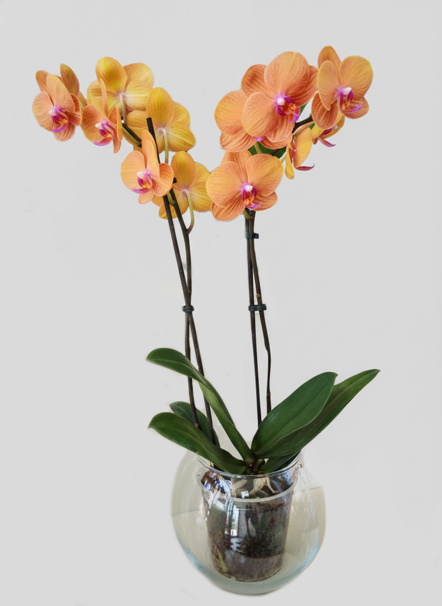 Vazoda Çiçek Modelleri 2